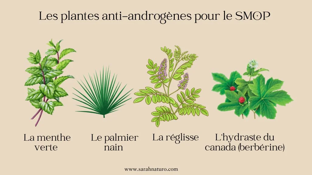 Quatre plantes anti-androgènes pour le SOPK : menthe verte, palmier nain, réglisse et hydraste du Canada (berbérine)