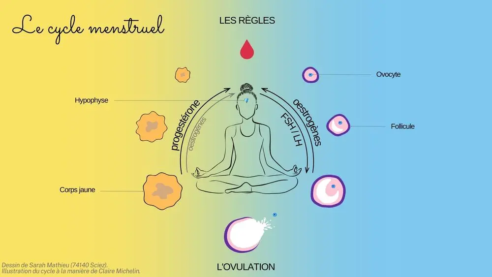 le cycle menstruel