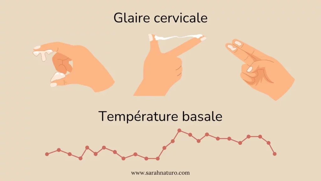 Schéma des signes du cycle menstruel : glaire cervicale et courbe de température basale