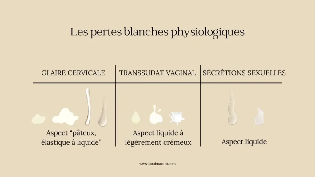 Illustration des pertes blanches normales : glaire cervicale (opaque à élastique transparente), transsudat vaginal (liquide, blanc à jaune clair) et sécrétions liées à l’excitation sexuelle (transparentes à légèrement laiteuses).