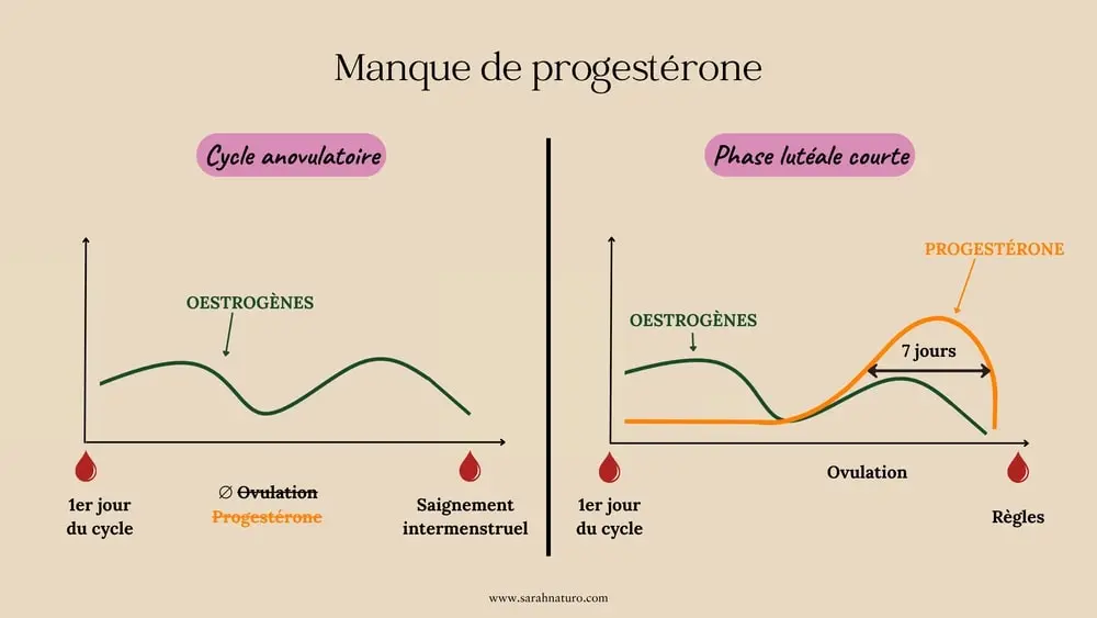 Schéma comparatif de deux cycles menstruels montrant les causes possibles d’un manque de progestérone : absence d’ovulation et phase lutéale trop courte