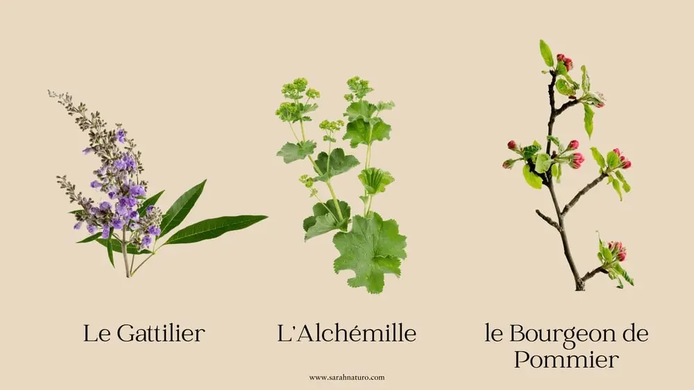 Illustration des plantes reconnues pour aider à augmenter la progestérone naturellement : le gattilier, l’achémille et le bourgeon de pommier. Ces plantes peuvent soutenir la phase lutéale et atténuer les effets d’un manque de progestérone.