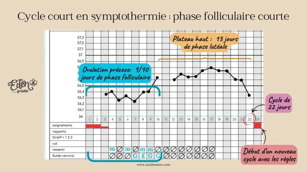 Cyclographe en symptothermie représentant un cycle court de 22 jours avec ovulation précoce, une phase folliculaire courte de 9 à 10 jours et une phase lutéale de 13 jours.