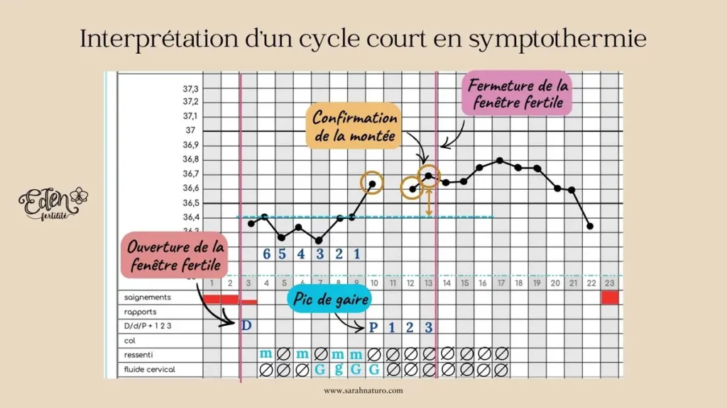 Cyclographe d’un cycle court montrant l’ouverture de la fenêtre fertile avec la règle de Döring, le pic de glaire et la fermeture après la validation de la montée de température.