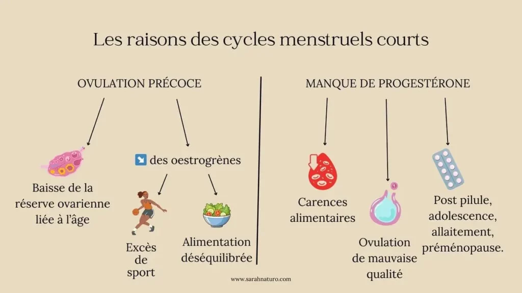 Infographie expliquant les causes d’un cycle court : manque de progestérone avec carences, ovulation de mauvaise qualité et situations de vie comme post-pilule ou allaitement, ainsi qu’ovulation précoce liée à la réserve ovarienne basse ou à un déficit en œstrogènes dû à l’excès de sport ou une alimentation insuffisante.