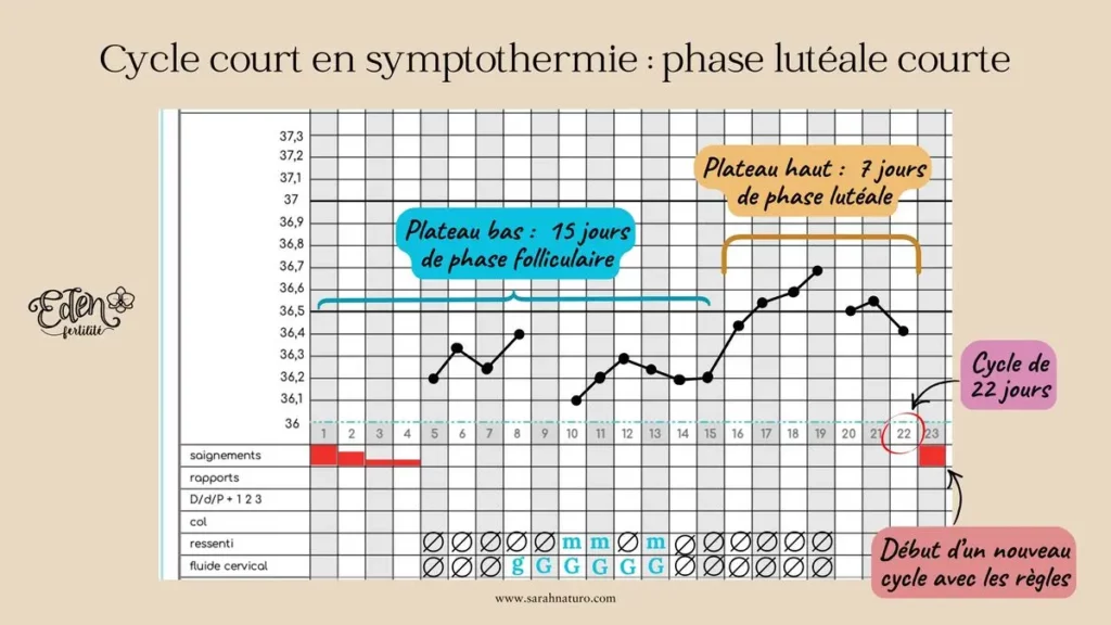 Cyclographe en symptothermie montrant un cycle court de 22 jours avec une phase lutéale courte de 7 jours et les durées des phases folliculaire et lutéale annotées.