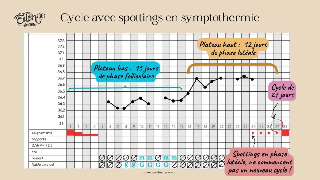Cyclographe en symptothermie montrant un cycle de 27 jours avec quatre jours de spotting en fin de cycle, de J24 à J27, avant le vrai début des règles à J28.