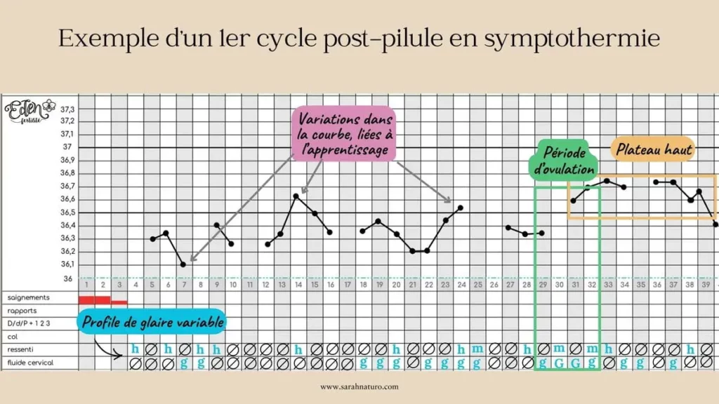 Cyclographe en symptothermie d’un premier cycle après arrêt de la pilule montrant une glaire fluctuante, une ovulation tardive et une phase lutéale courte