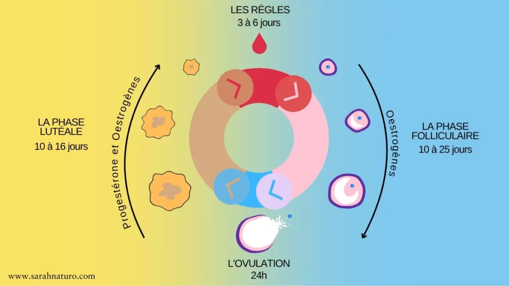 Infographie circulaire du cycle menstruel en 4 phases : règles, phase folliculaire dominée par les œstrogènes, ovulation et phase lutéale dominée par la progestérone
