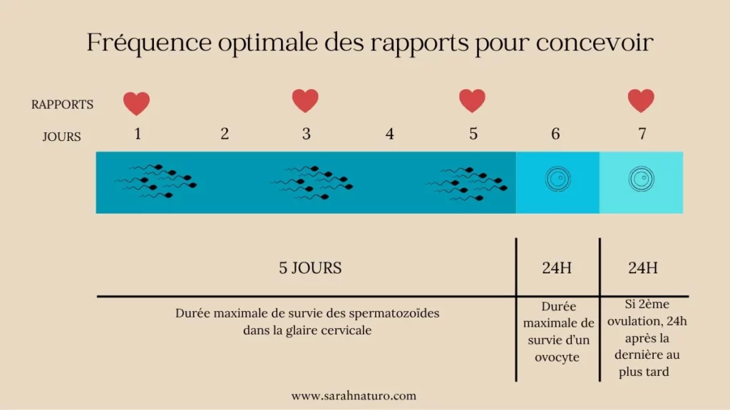 Infographie de la fenêtre fertile : 5 jours de survie des spermatozoïdes dans la glaire cervicale, 24h de viabilité de l'ovocyte, avec la fréquence de rapports recommandée représentée par des cœurs