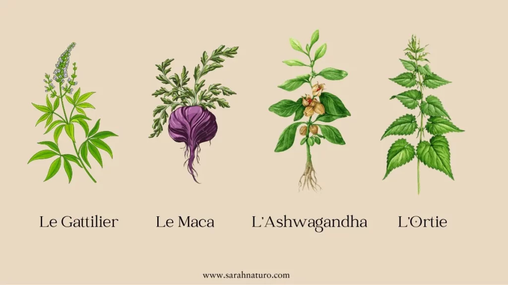 Illustration de quatre plantes utilisées pour soutenir la fertilité naturelle : le gattilier, le maca, l'ortie et l'ashwagandha